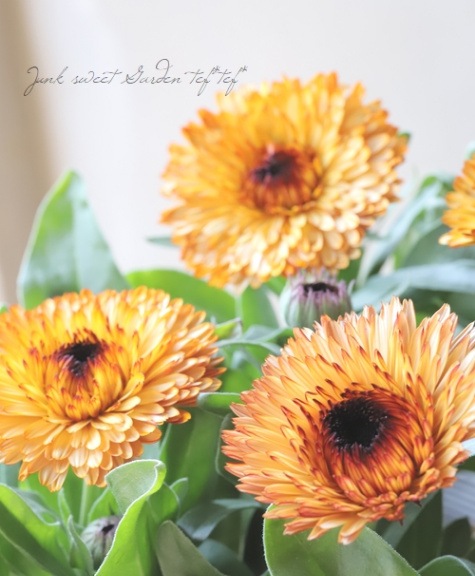 カレンデュラ 『オレンジフラッシュ』 | すべての商品 | | Junk sweet