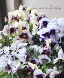 ӥ顦ޡ֥ إࡼ饤ȡ١