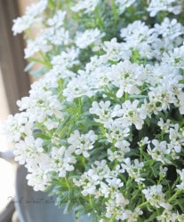 ٥ꥹإΡե ڥѥȥۥ磻ȡ