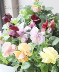 ��Ȭ�ź餭�ѥ󥸡����إ�ʡ��ɥ����֥��