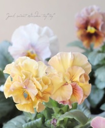 �������ݤ��󥪥ꥸ�ʥ� �ӥ��� �إɥ졼�ס������ʡ�