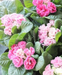 Ȭź餭ץ顡إ֥饤ɡ١ԥ