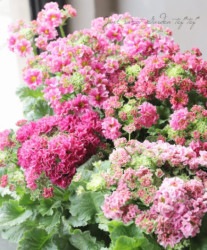 �����ݤ����� �ե��餭�����饽�����إޥ����󥿡ʲ��ˡ�