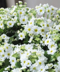 �����ݤ����� �����饽�����إ��奬���ߥ�ȡʲ��ˡ�