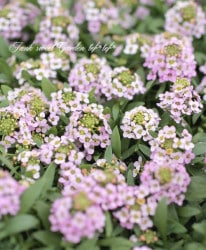 �������ȥ���å��ࡡ�إԥ󥯡�