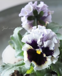 ���ե��ѥ󥸡������ˤʤ륹�ߥ졡���Ѥ��餭��