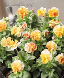 ����臘�������ꥸ�ʥ�ӥ��顡�إ��󥸥�ե롼��� �Ѥ��餭��B��