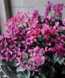 �����ǥ󥷥����󡦥��奨�꡼���꡼�����إ⥫�� �ڥɥ쥹��