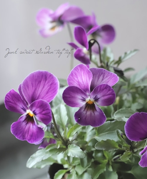 ◇ビオラ・ビビ 『ピンクアンティーク』 【変わり咲き】 | すべての