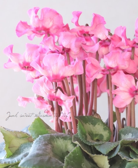 シクラメン 『天使のはね』 2023.No.G | すべての商品 | | Junk sweet