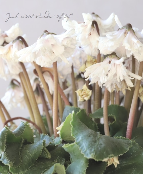 シクラメン 『天使のはね』 2023.No.H | すべての商品 | | Junk sweet