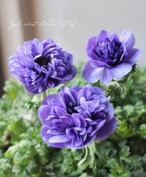 Ȭź餭ͥ͡ݥȥ֥롡إ֥롼١