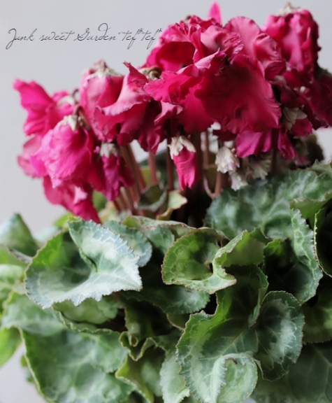 シクラメン ひらりシリーズ 『ワインレッド二重』 赤ぶどう系 | すべて