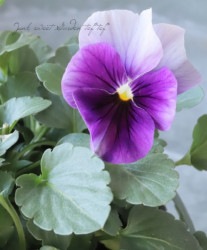 �����إѥ󥸡� �إѡ��ץ�ӡ����󿧡�