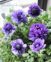 Ȭź餭ͥۡ͡ -ꥫ- ڸ֥롼