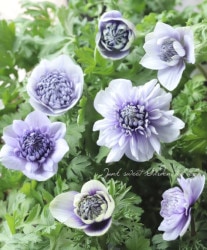 Ȭź餭ͥۡ͡ -ꥫ- ڸ֥롼Х顼