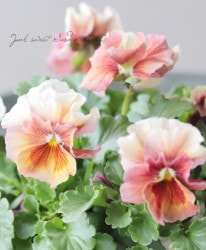 ����臘�������ꥸ�ʥ�ӥ��顡�إ��ե���ԡ����� �Ѥ��餭��B��