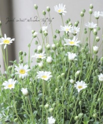 ֥֥롼ǡ إ٥ꥷ ۥ磻