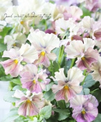 ݤ󥪥ꥸʥ ӥ إƥ롼