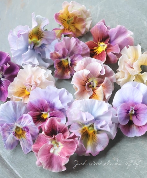 ○北島園芸さんオリジナル ビオラ 『オリジナルMIX』 | すべての商品