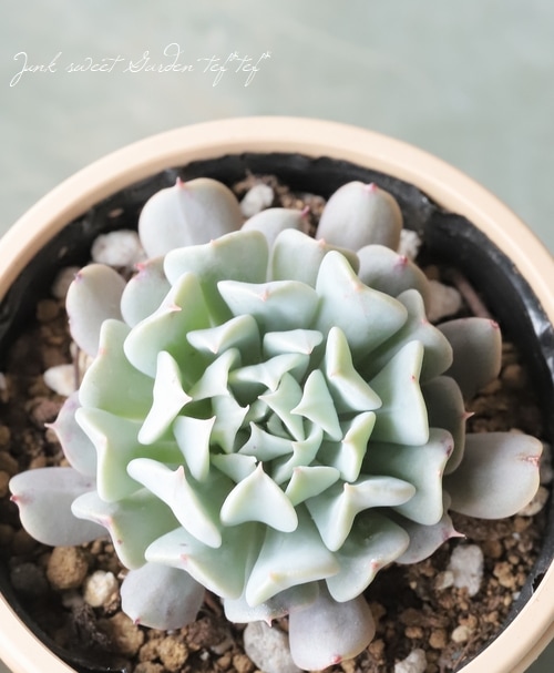 多肉植物】 『レボリューション』 エケベリア属 【いとうぐりーん