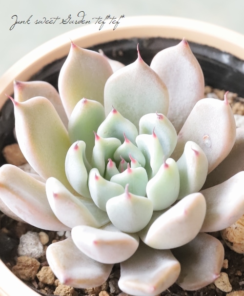 多肉植物】 『アンナ』 エケベリア属 【いとうぐりーん】 | すべての