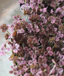 �ͤ��ե������С� �ؤ����碌�ߤ��Ĥ��� �� �磻��