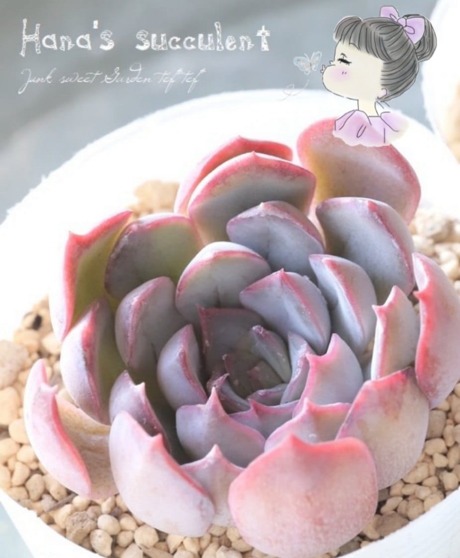 (ダークアイス×プレリンゼ)×ミニマ 実生苗 多肉植物 エケベリア ダークアイス 多肉植物 エケベリア 安心の生産ポットそのまま販売（8