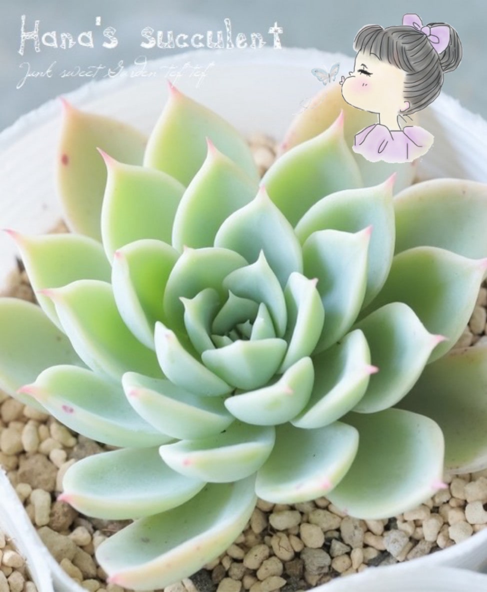 多肉植物】 エケベリア 『パンジー』 【はなちゃんの多肉】 | すべての