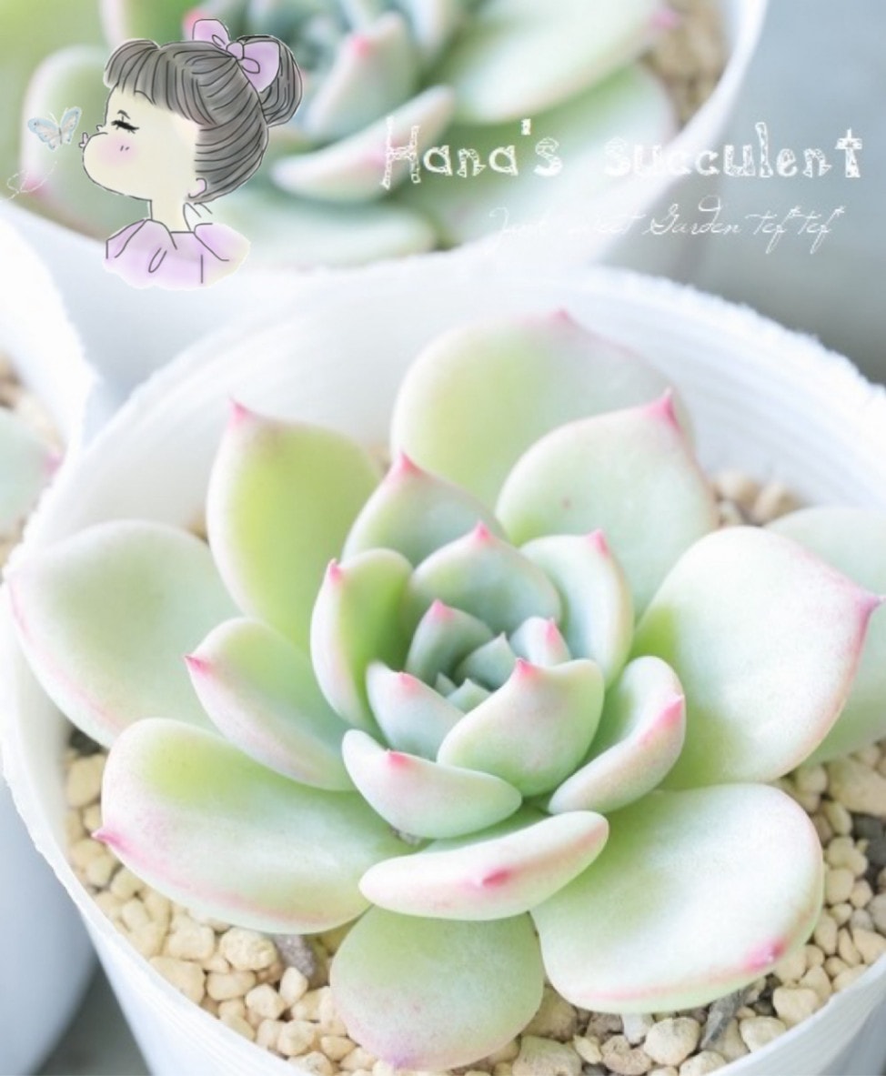 多肉植物 エケベリア　マリア 000000020507_3L8nOQZ.jpg