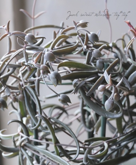 カランコエ 『黒錦蝶 -コクキンチョウ-』 | すべての商品 | | Junk