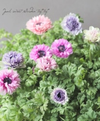 2ǯʪPREMIUM Ȭź餭ͥ إ֥ѥƥ