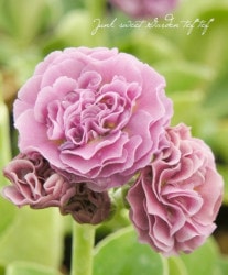 ���ʥץ��顦�����ꥭ��� ����������ɥ��֥�� �إԥ���åȡ�