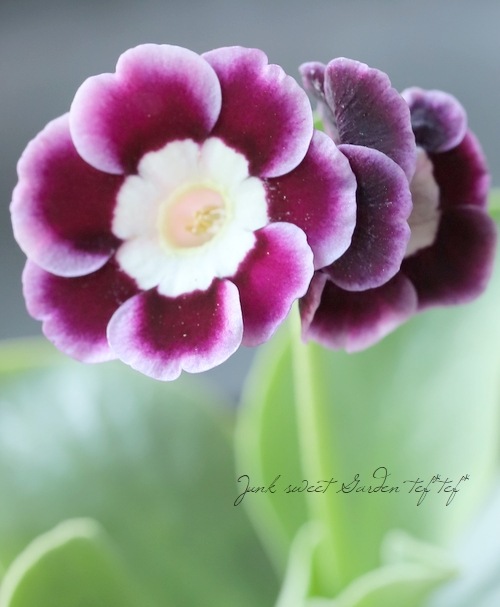 銘品プリムラ・オーリキュラ ライトセンターアルパイン系 『ピエロ