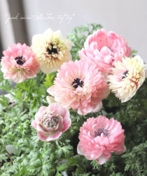Ȭ�ź餭���ͥ�͡����ۡ��� -��ꥫ-�� �ڤ����饵������