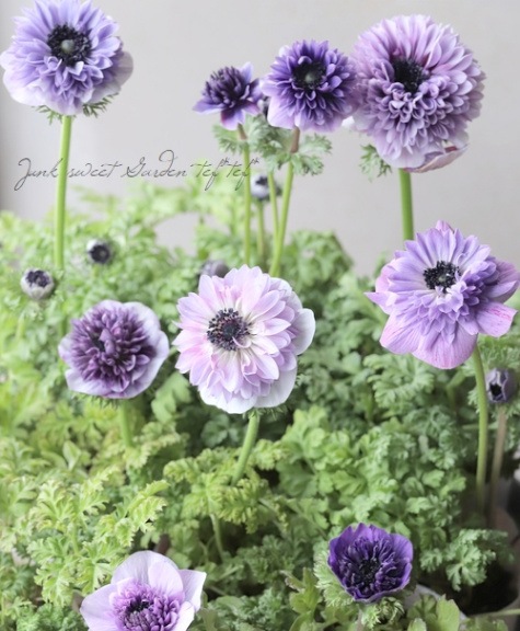 2年物！PREMIUM】 八重咲きアネモネ 『アンアリス』 【ブルー系