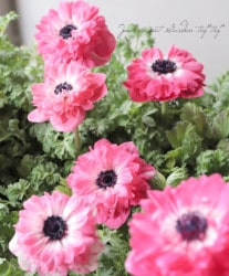 2ǯʪPREMIUM Ȭź餭ͥ͡ݥȥ֥롡إԥ󥯡