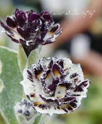 ���ʥץ��顦�����ꥭ��� ���쥤/�ۥ磻�ȥ��å��� �إޡ�����