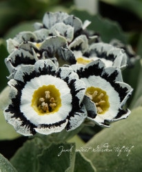 ʥץ顦ꥭ 쥤/ۥ磻ȥå إޥ