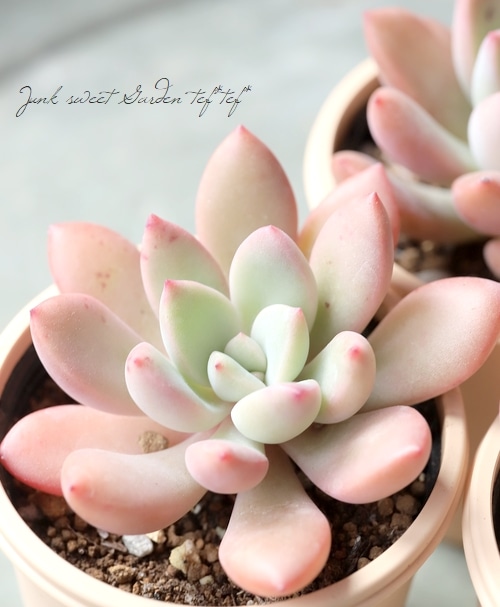 多肉植物】 『トレース』 エケベリア属 【いとうぐりーん】 | すべての