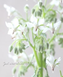 �ܥꥸ���إ��ե����ʥꥹ�ۥ磻�ȡٿ���������