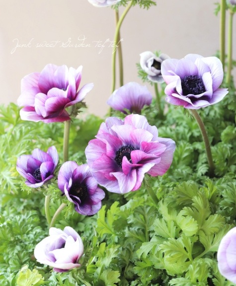 2年物！PREMIUM】 アネモネ 『アンアリス』 【バイオレット系