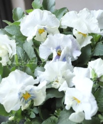 �����٤��롪�ѥ󥸡� ���ࡼ���ե�� �Х�餭���إ���ƥ��������顼MIX�١��ڥۥ磻�ȡۥ��ǥ��֥�ե�顼��