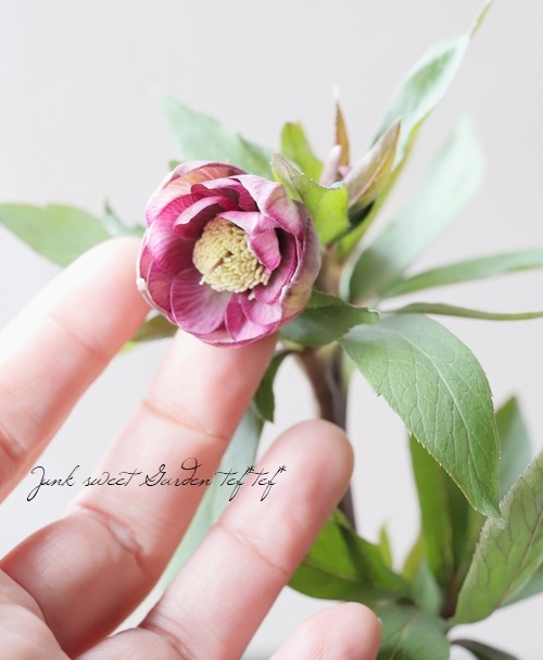 大和園】 クリスマスローズ 『ダブルピンク』 2024 【No.48】 | すべて