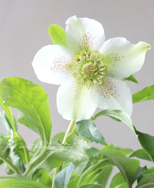 花郷園】 クリスマスローズ 『クレマチス咲きセミダブル』 【No.71