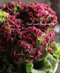 ץ顦֥˥إץꥫȥ ޥ󥿿