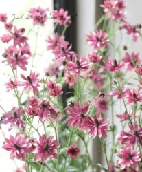 ʥ󥭥饹ɥ륷꡼ȥࡼ󡡡ؤ ¿