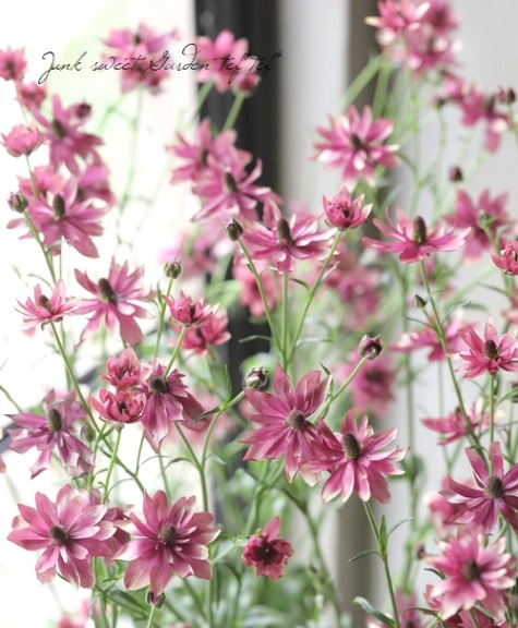 あずき様専用 ハーフムーン❗️【実生苗】ムーンライト 希少