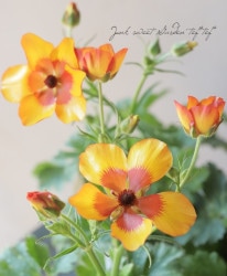 ʥ󥭥饹ɥ륷꡼饻͡إΥ ¿