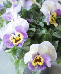 եѥ󥸡إꥹޡᥤɡ Ѥ餭A